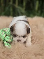 Shih Tzu Male , a male Shih Tzu for sale in Avon, IL – 3 of 4