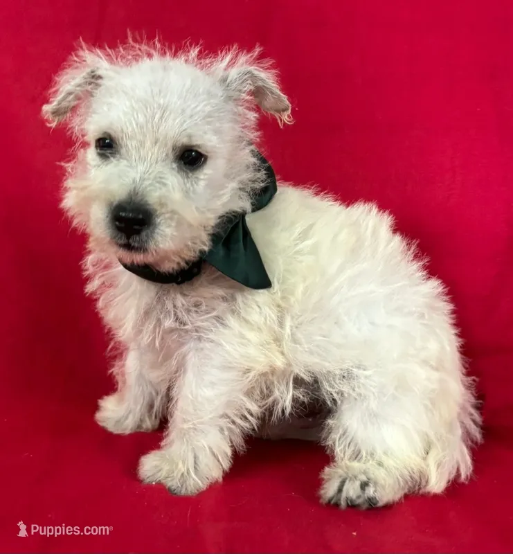 Male 2 Westie – West Highland White Terrier puppy for sale in Avon, IL