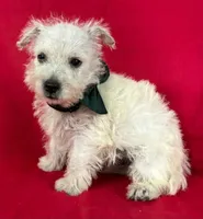 Male 2 Westie, a male West Highland White Terrier for sale in Avon, IL – 1 of 2