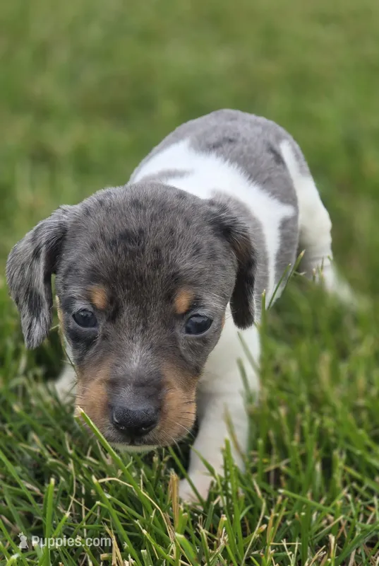 Dapple Piebald Male – Miniature Dachshund puppy for sale in Avon, IL