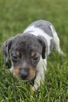 Dapple Piebald Male, a male Miniature Dachshund for sale in Avon, IL – 1 of 5