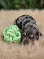 Longhaired Silver Dapple Male , a male Miniature Dachshund for sale in Avon, IL – 1 of 5