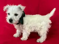 Male 2 Westie, a male West Highland White Terrier for sale in Avon, IL – 2 of 2