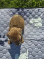 Chocolate Dapple Male with Blue Eyes , a male Miniature Dachshund for sale in Avon, IL – 4 of 8