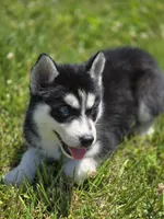 Black and White Male, a male Siberian Husky for sale in Avon, IL – 3 of 5