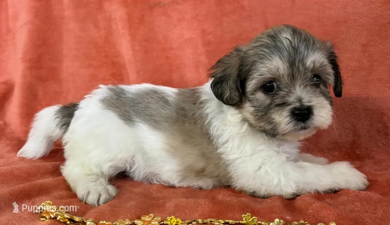 Female 5 Teddy Bear , a female Bichon Frise and Shih Tzu for sale in Avon, IL – Photo 1 of 1