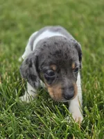 Dapple Piebald Male, a male Miniature Dachshund for sale in Avon, IL – 4 of 5