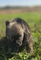 Charcoal Male Pomeranian , a male Pomeranian for sale in Avon, IL – 3 of 4
