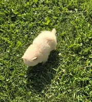 White Female Pomeranian , a female Pomeranian for sale in Avon, IL – 7 of 7