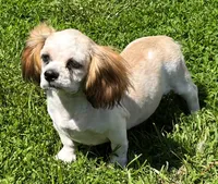 Shih Tzu Male Three, a male Shih Tzu for sale in Avon, IL – 1 of 2