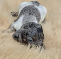 Longhaired Silver Dapple Piebald Female , a female Miniature Dachshund for sale in Avon, IL – 2 of 4