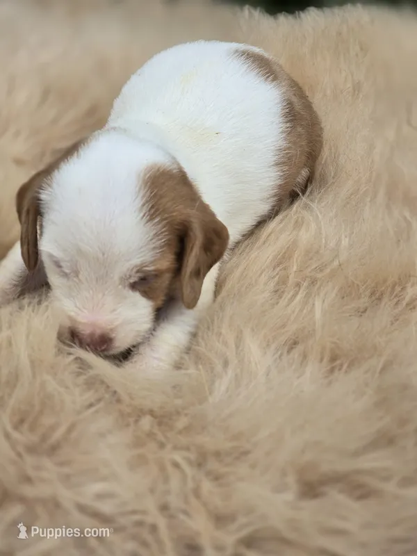 Piebald female 2 – Miniature Dachshund puppy for sale in Avon, IL