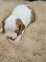 Piebald female 2, a female Miniature Dachshund for sale in Avon, IL – 1 of 3