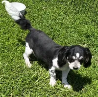 Shih Tzu Male One, a male Shih Tzu for sale in Avon, IL – 3 of 3