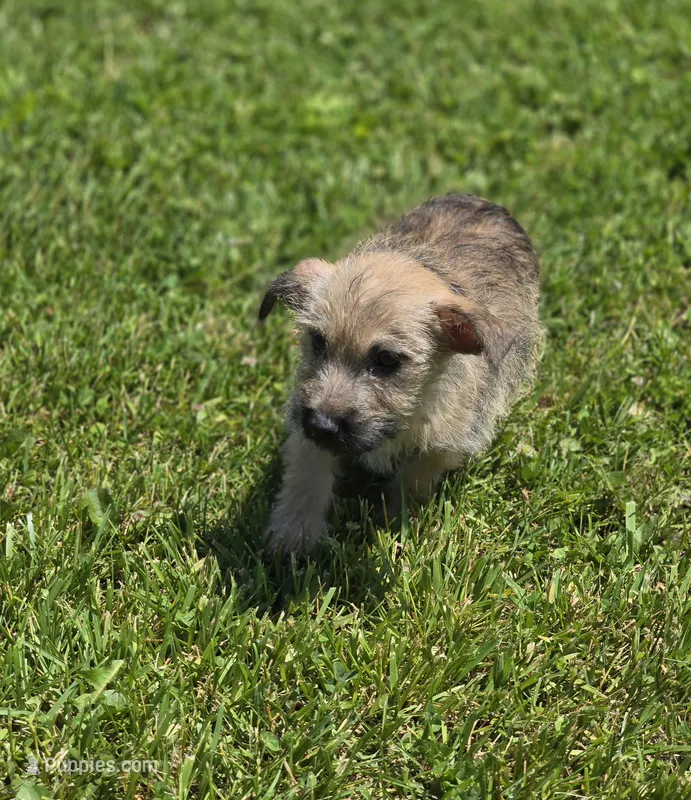 Cairn Terrier Male 1 – Cairn Terrier puppy for sale in Avon, IL
