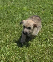 Cairn Terrier Male 1, a male Cairn Terrier for sale in Avon, IL – 1 of 5