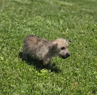 Cairn Terrier Male 1, a male Cairn Terrier for sale in Avon, IL – 3 of 5