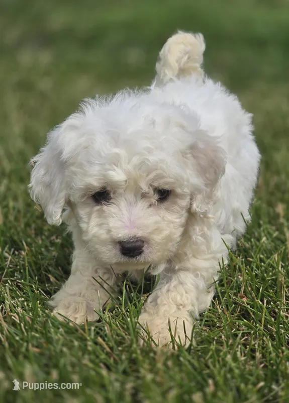 Bichon Frise Male 1 – Bichon Frise puppy for sale in Avon, IL
