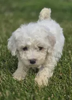 Bichon Frise Male 1, a male Bichon Frise for sale in Avon, IL – 1 of 4