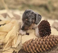 Male Dapple Piebald Miniature Dachshund , a male Miniature Dachshund for sale in Avon, IL – 2 of 5