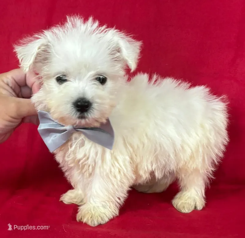 Male Westie – West Highland White Terrier puppy for sale in Avon, IL