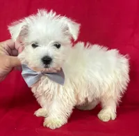 Male Westie, a male West Highland White Terrier for sale in Avon, IL – 1 of 2