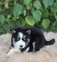 Siberian Husky Male 1, a male Siberian Husky for sale in Avon, IL – 2 of 4
