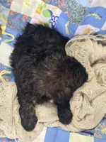 Black Brindle Female Shihpoo , a female Shihpoo for sale in Avon, IL – 4 of 5