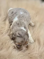 Chocolate Longhaired Dapple Female , a female Miniature Dachshund for sale in Avon, IL – 4 of 4