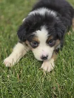 Mini Aussie  Female 2, a female Miniature Australian Shepherd for sale in Avon, IL – 3 of 5