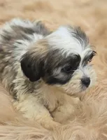 Teddy Bear Male 3, a male Bichon Frise and Shih Tzu for sale in Avon, IL – 3 of 4