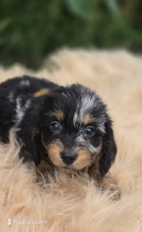 Longhaired Silver Dapple Male  – Miniature Dachshund puppy for sale in Avon, IL