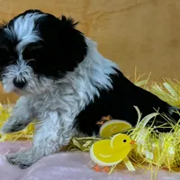 Schnoodle F2, a female Schnoodle for sale in Avon, IL – Photo 2 of 3