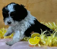 Schnoodle F2, a female Schnoodle for sale in Avon, IL – Photo 2 of 3