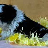 Schnoodle F2, a female Schnoodle for sale in Avon, IL – Photo 3 of 3