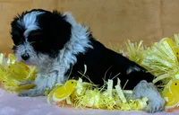 Schnoodle F2, a female Schnoodle for sale in Avon, IL – Photo 3 of 3