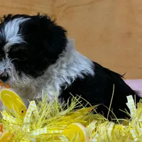 Schnoodle F2, a female Schnoodle for sale in Avon, IL – Photo 1 of 3