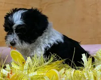 Schnoodle F2, a female Schnoodle for sale in Avon, IL – Photo 1 of 3