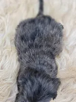 Longhaired Dapple Male , a male Miniature Dachshund for sale in Avon, IL – 4 of 4