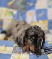 Male Dapple Longhaired Miniature Dachshund , a male Miniature Dachshund for sale in Avon, IL – 2 of 4