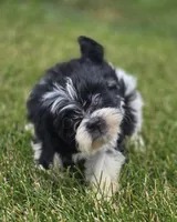 Teddy Bear Male 1, a male Bichon Frise and Shih Tzu for sale in Avon, IL – 3 of 5