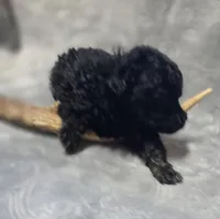 Toy Poodle Male, a male Poodle - Toy  for sale in Avon, IL – Photo 4 of 6