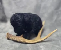 Toy Poodle Male, a male Poodle - Toy  for sale in Avon, IL – Photo 3 of 6