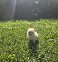 White Male Pomeranian , a female Pomeranian for sale in Avon, IL – 6 of 7