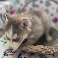 Red and White Male, a male Siberian Husky for sale in Avon, IL – Photo 2 of 4