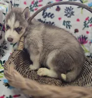 Red and White Male, a male Siberian Husky for sale in Avon, IL – Photo 1 of 4