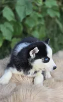 Siberian Husky Female 2, a female Siberian Husky for sale in Avon, IL – 2 of 4