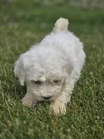 Bichon Frise Male 1, a male Bichon Frise for sale in Avon, IL – 2 of 4