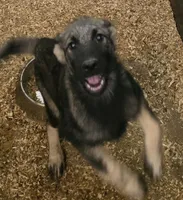 Norwegian Elkhound Male , a male Norwegian Elkhound for sale in Avon, IL – 2 of 6