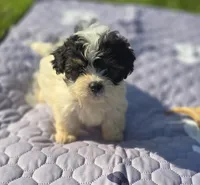 Teddy Bear Male 1, a male Bichon Frise and Shih Tzu for sale in Avon, IL – 1 of 3
